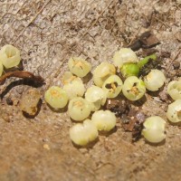 Donella lanceolata (Blume) Aubrév.